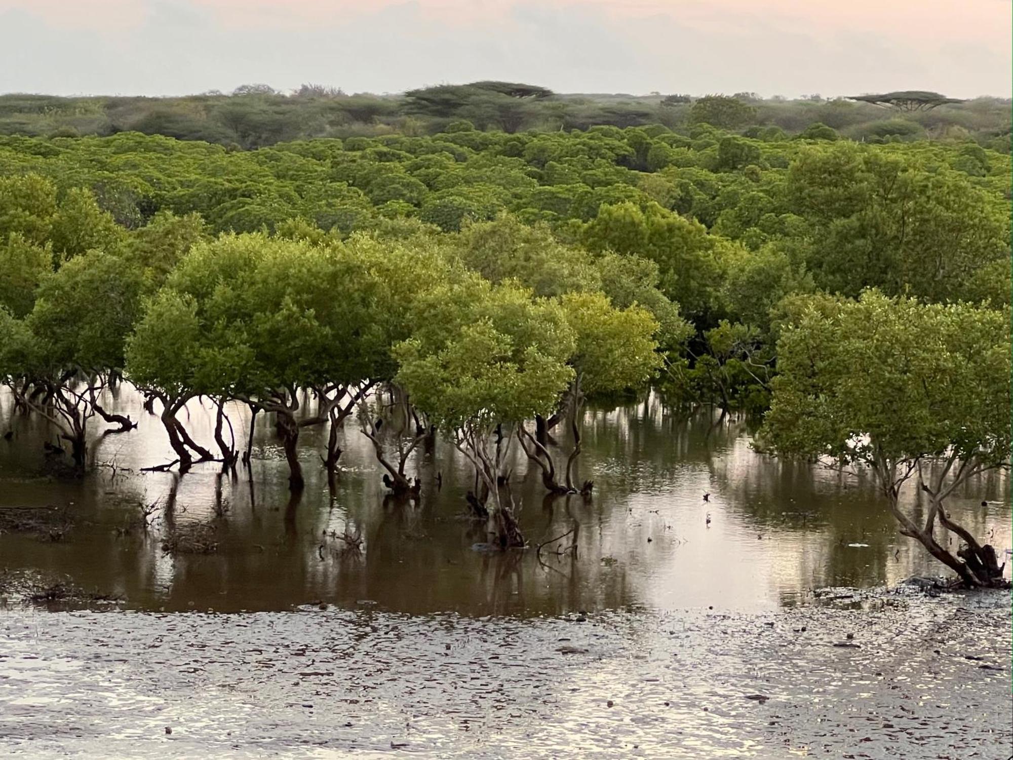 فندق Mangrove House لامو المظهر الخارجي الصورة